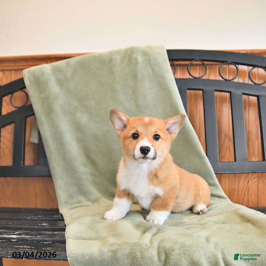 Welsh Corgi Pembroke dogs Tootsie - Ad 1
