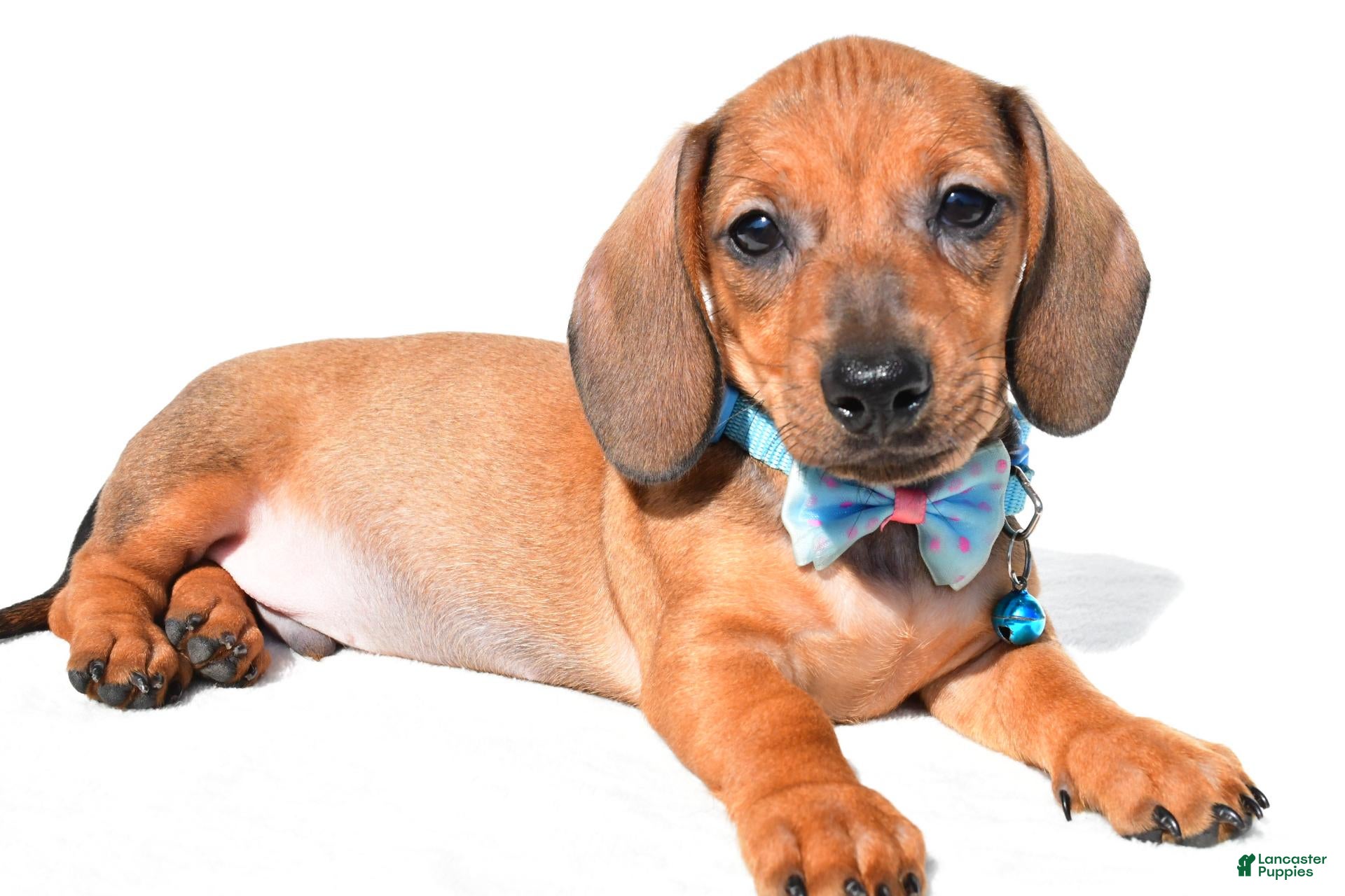 Miniature Dachshund dogs Jake - Ad 1