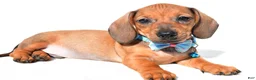 Miniature Dachshund dogs for sale: Jake - Ad 1
