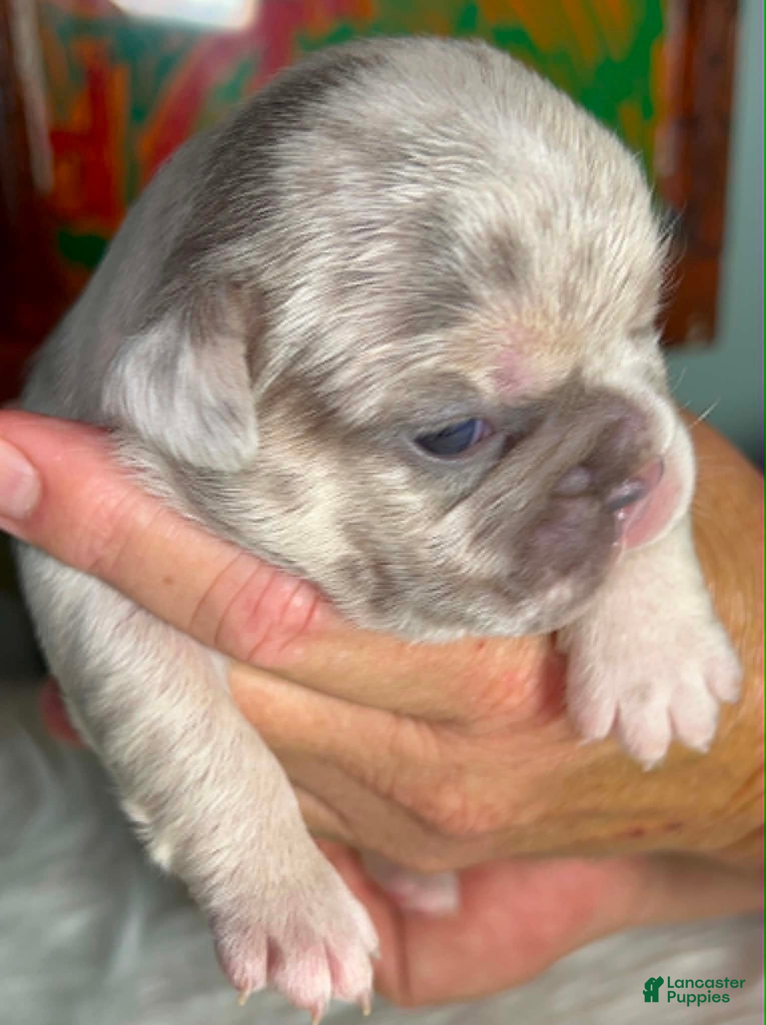 French Bulldog dogs French Bulldog 2 - Ad 2