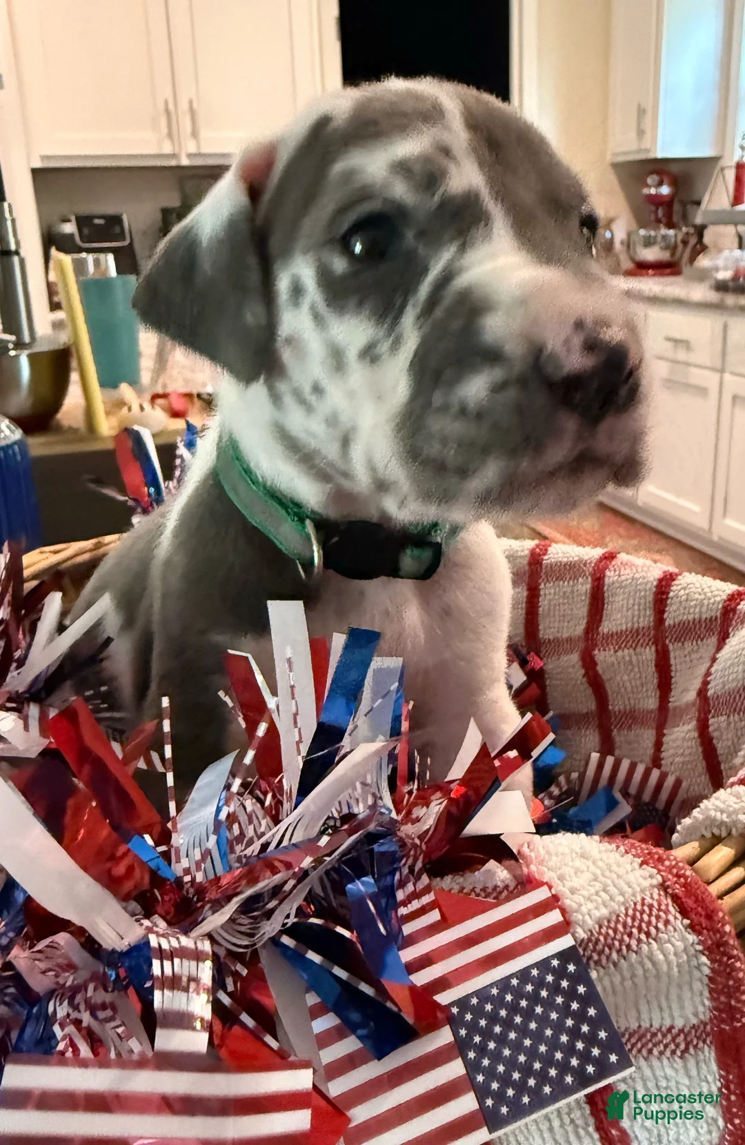 Great Dane dogs for sale: Huey Lewis - Ad 1