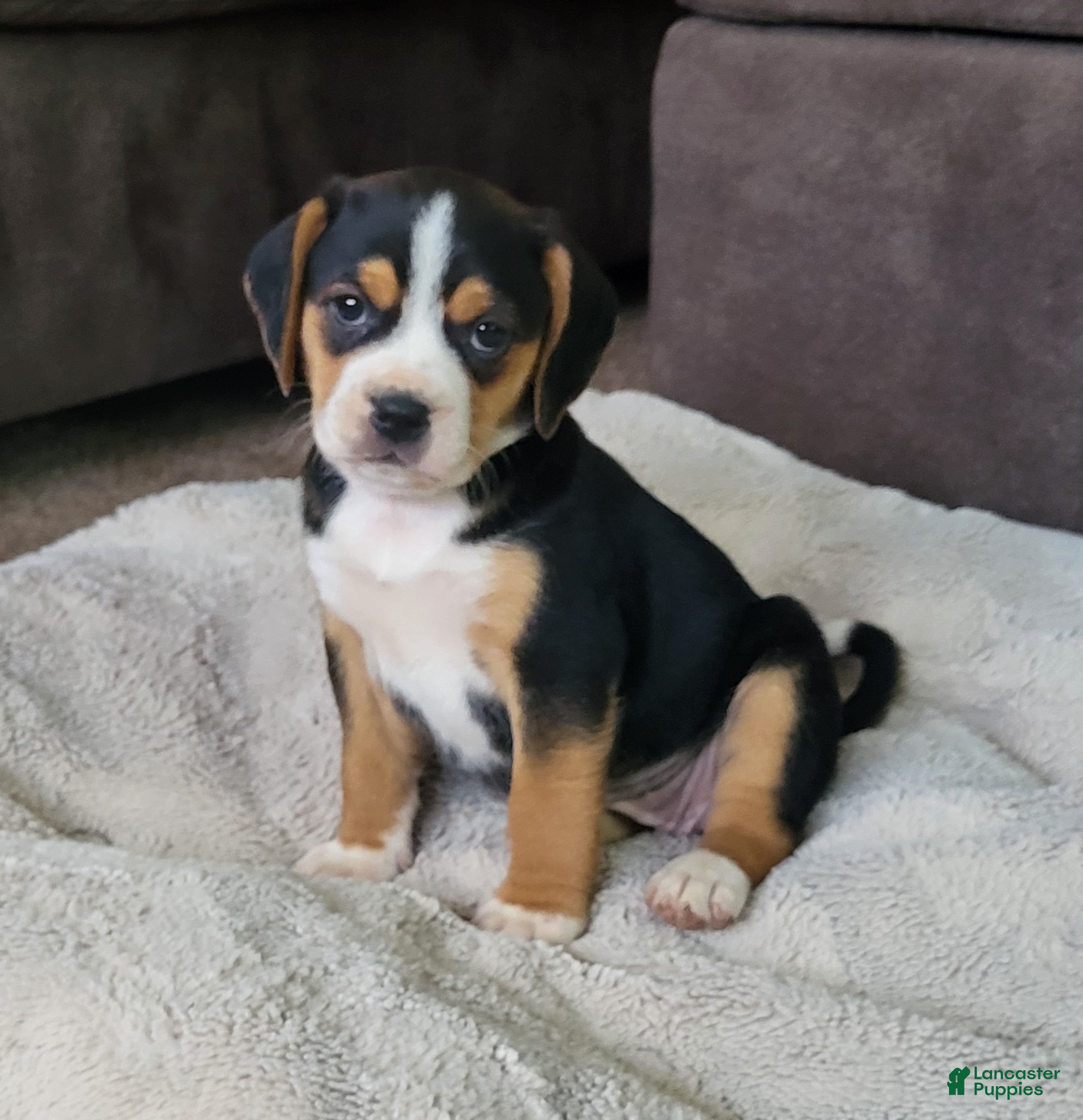 Puggle dogs Rosie - Ad 2