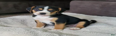 Rosie