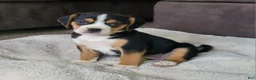 Puggle dogs for sale: Rosie - Ad 1