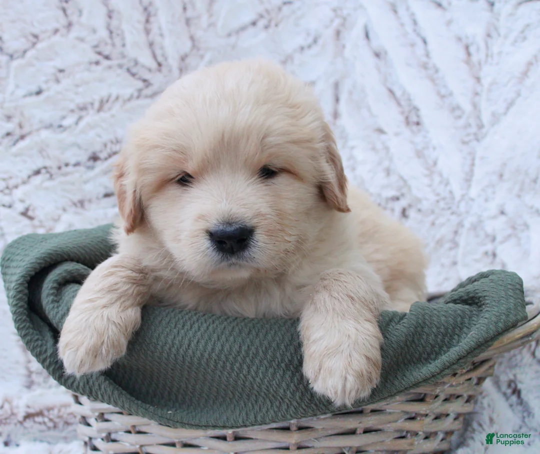 Mixed Breed dogs for sale: Mixed Breed Puppy 3 - Ad 1