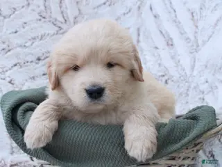 Mixed Breed dogs Mixed Breed Puppy 3 - Ad 14