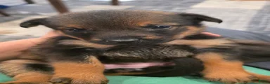 Mixed Breed 5