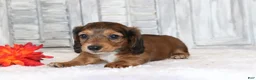Miniature Dachshund dogs for sale: Rocco  - Ad 3