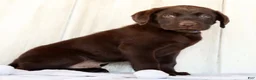 Labrador Retriever dogs for sale: Remy - Ad 6