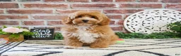 Cavapoo dogs for sale: Latte - Ad 2