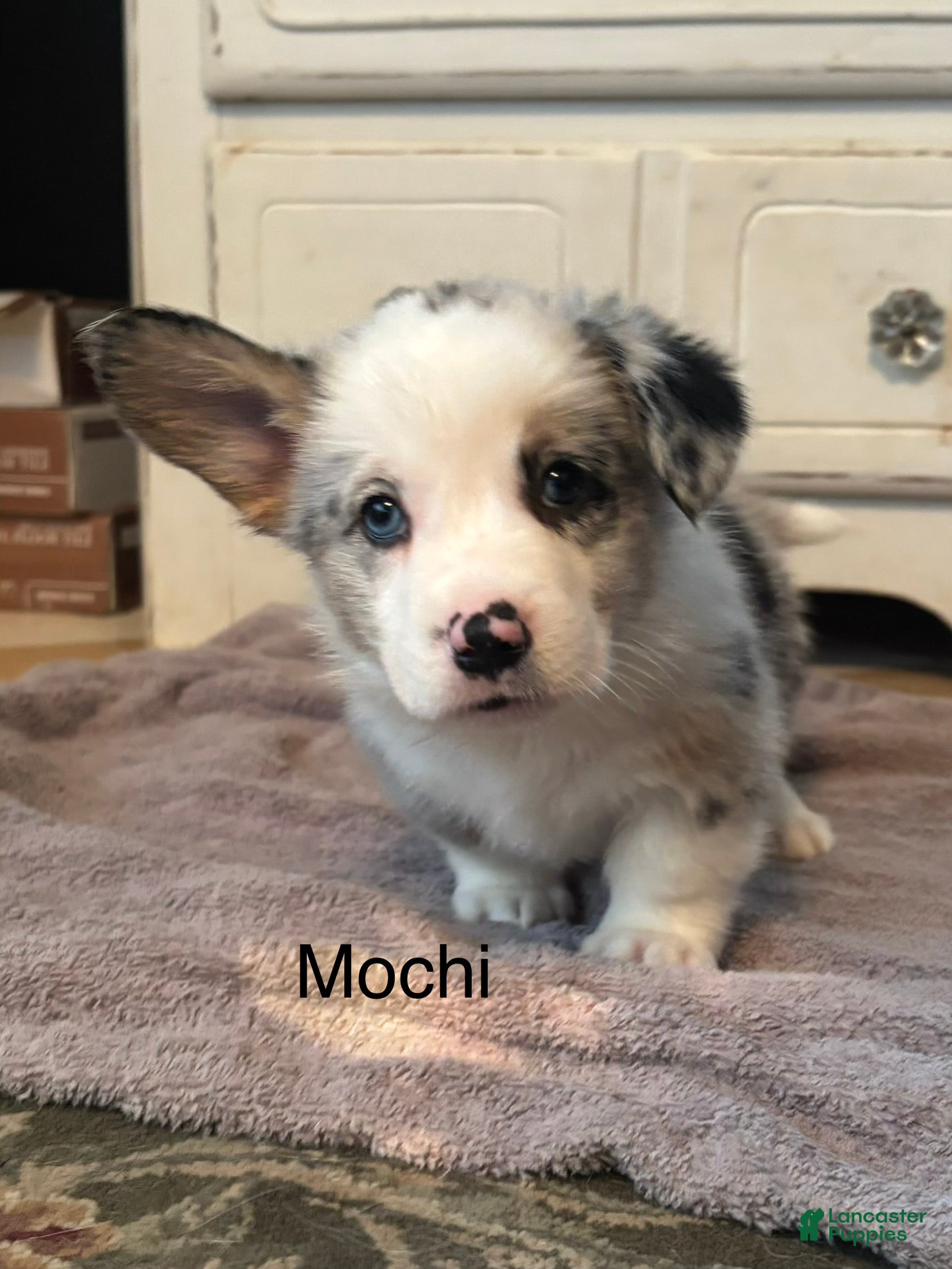 Mochi, Pembroke Welsh Corgi
