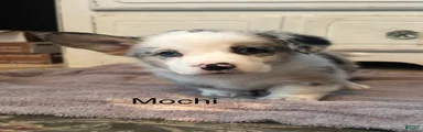 Mochi
