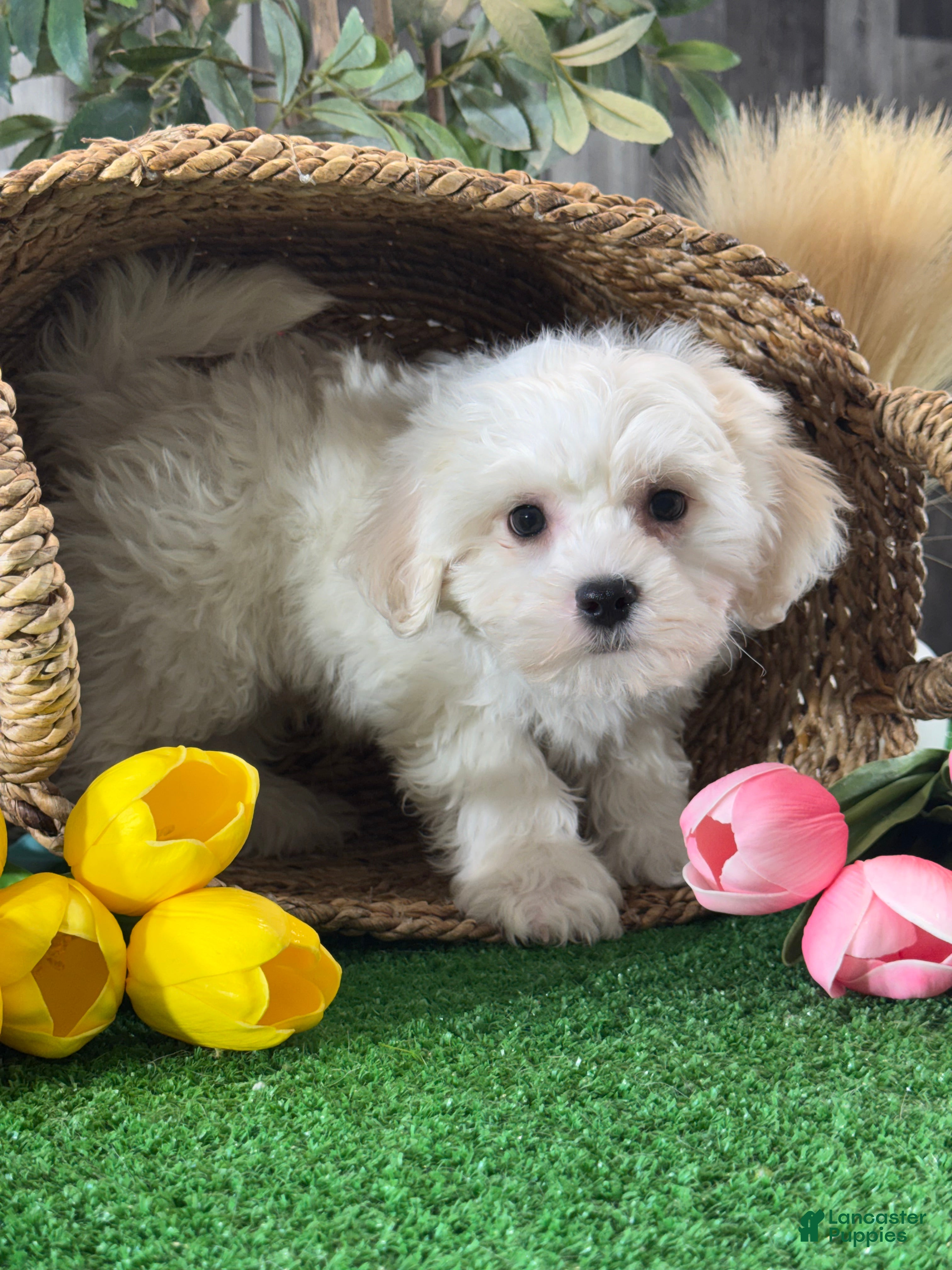 Mixed Breed dogs for sale: Leo - Ad 3