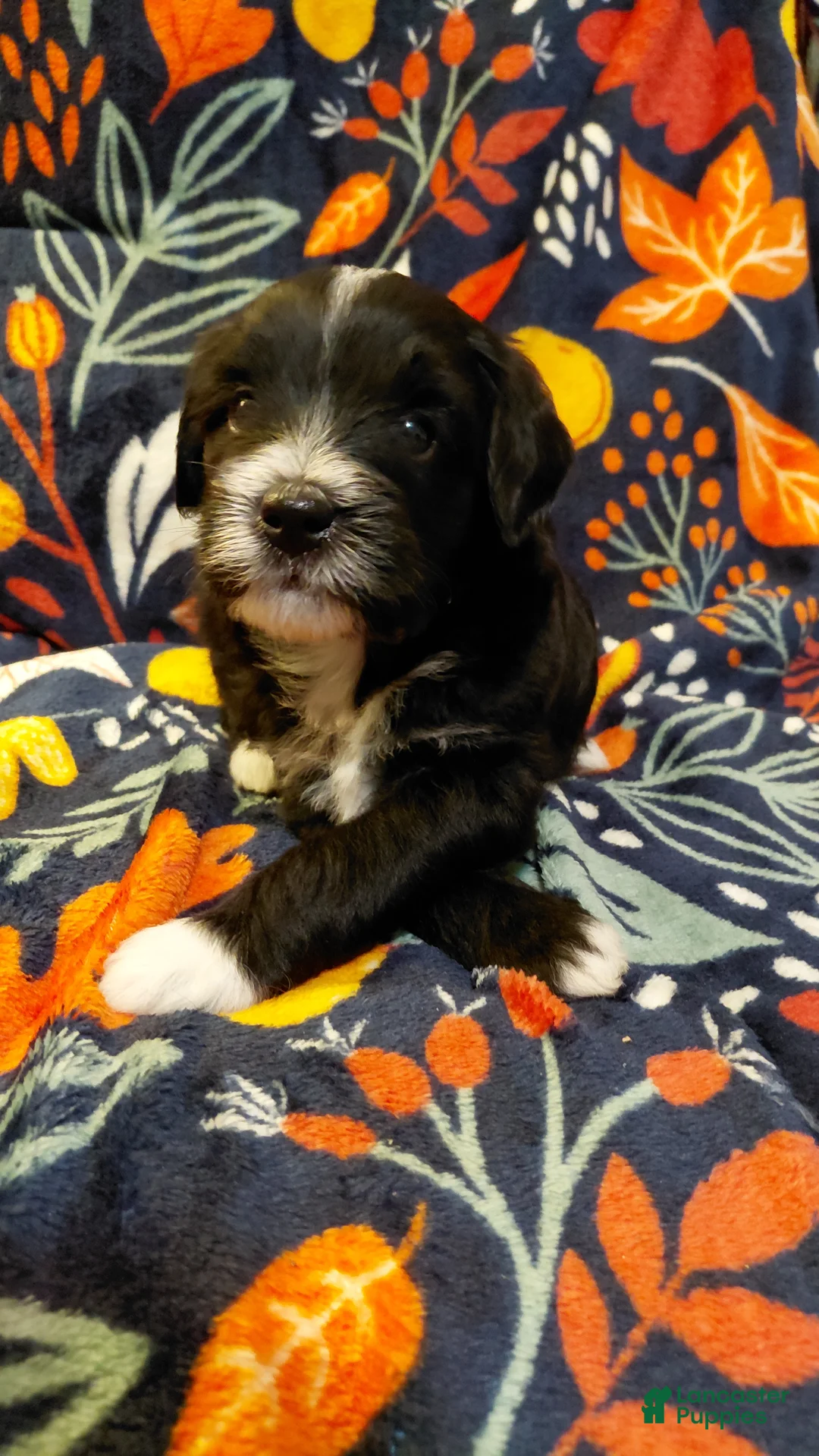 Mini Goldendoodle dogs for sale: Mountain Goldendoodle - Dash - Ad 2