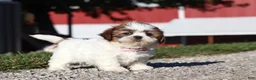 Shih Tzu dogs for sale: Julia - Ad 7