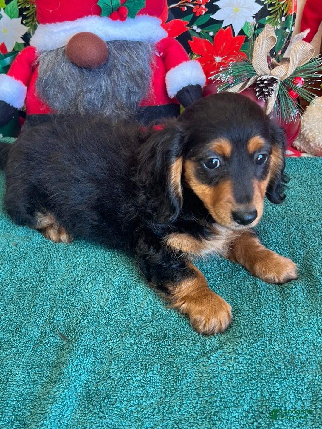 Miniature Dachshund dogs for sale: Peggy - Ad 1