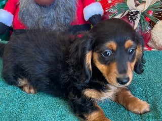 Miniature Dachshund dogs Peggy - Ad 14