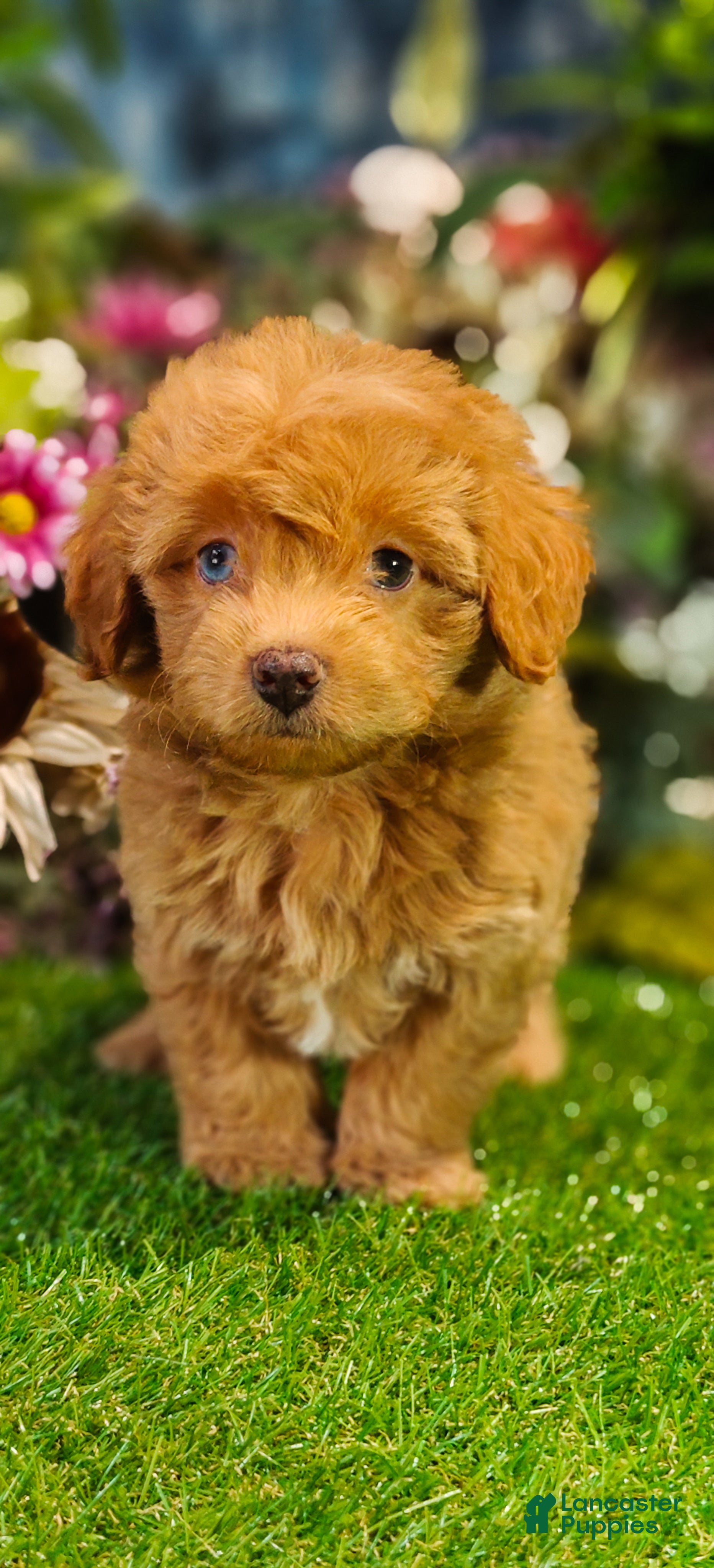 Cavapoo dogs Sterling (Micro Cavapoo) - Ad 1
