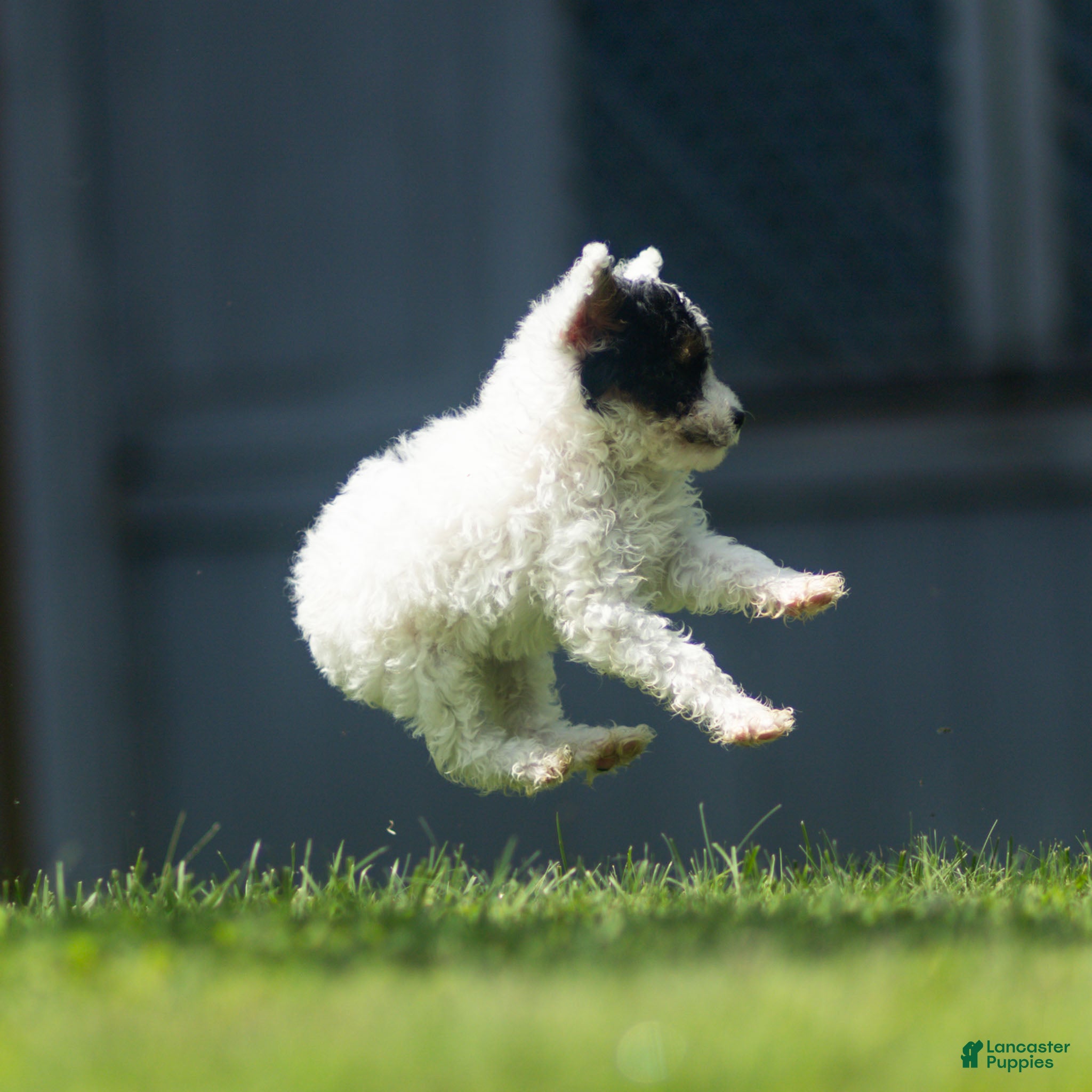 Miniature Poodle dogs Sparky Miniature Poodle  - Ad 2