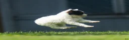 Miniature Poodle dogs for sale: Sparky Miniature Poodle  - Ad 9