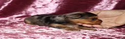 Yorkshire Terrier dogs for sale: Alectra - Ad 6