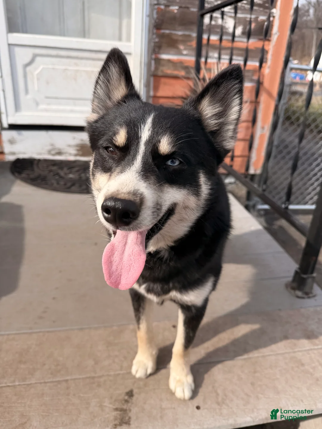 Pomsky dogs for sale: Boot - Ad 2