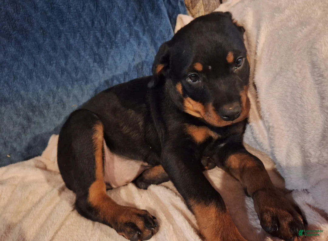 Rottweiler dogs for sale: Rottweiler Puppy 5 - Ad 3