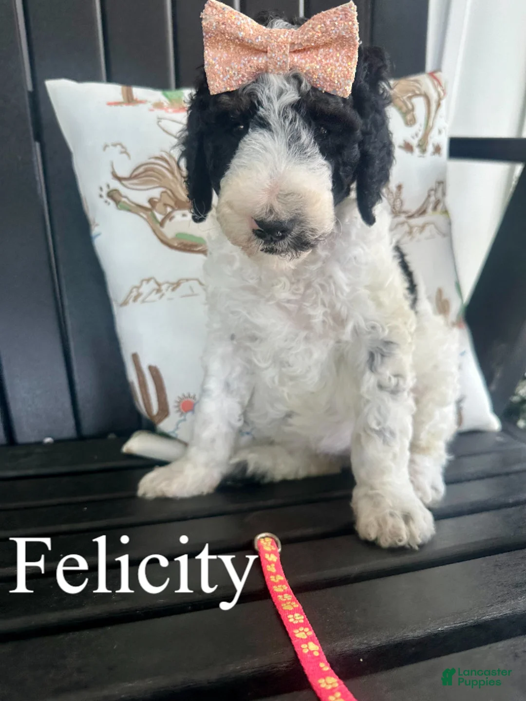 Standard Poodle dogs for sale: Felicity - Ad 1
