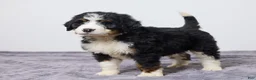 Bernedoodle dogs for sale: Kenton - Ad 4