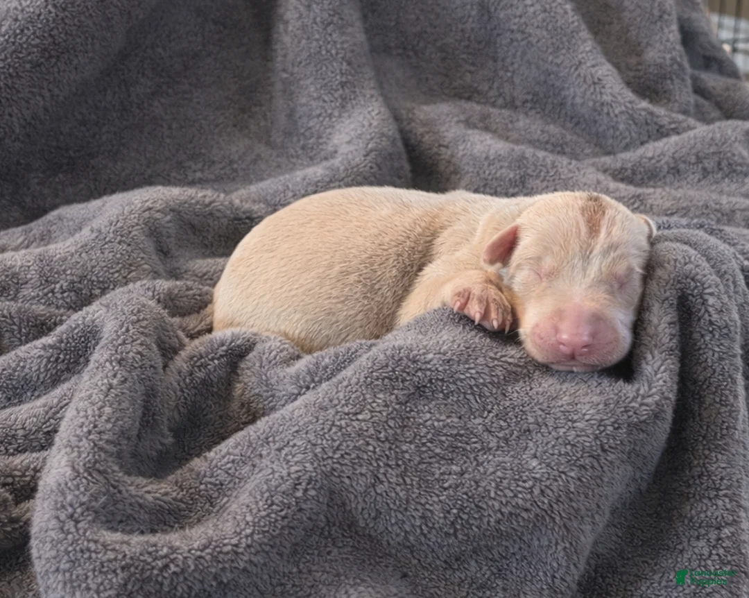 Doberman Pinscher dogs for sale: Silvan - Ad 2