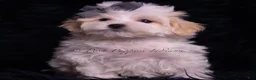 Maltipoo dogs for sale: Jameson - Ad 2