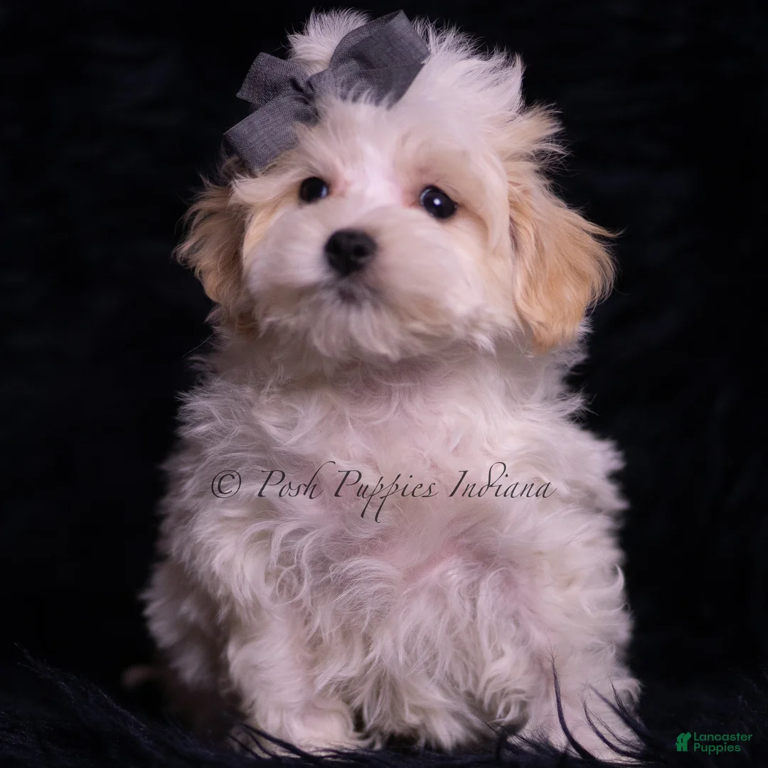 Maltipoo dogs for sale: Jameson - Ad 2