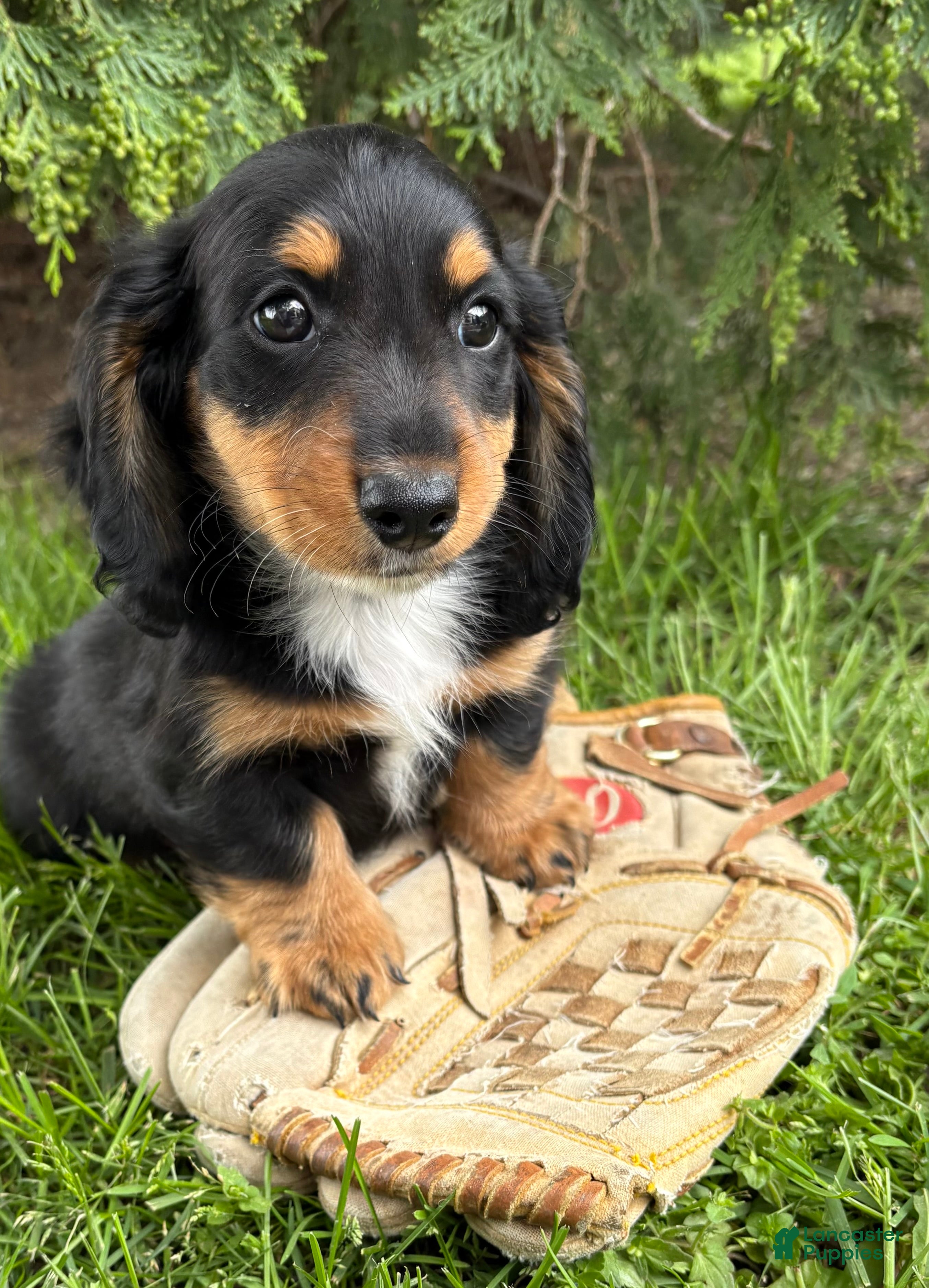 Dachshund dogs Hendrix - Ad 1