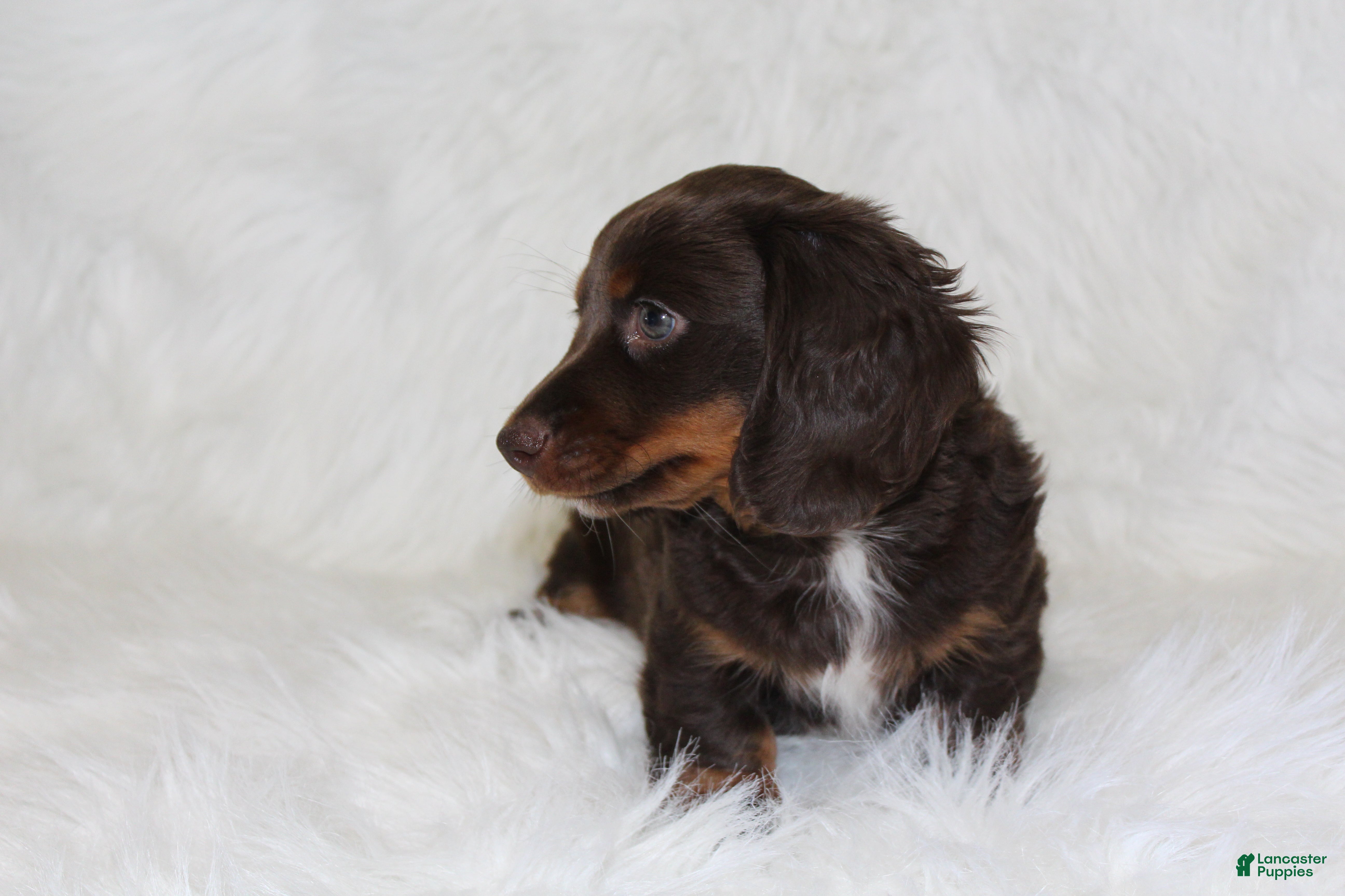Miniature Dachshund dogs Coco - Ad 2