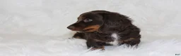 Miniature Dachshund dogs for sale: Coco - Ad 2