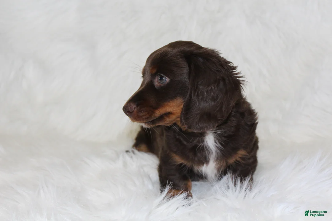 Miniature Dachshund dogs for sale: Coco - Ad 2