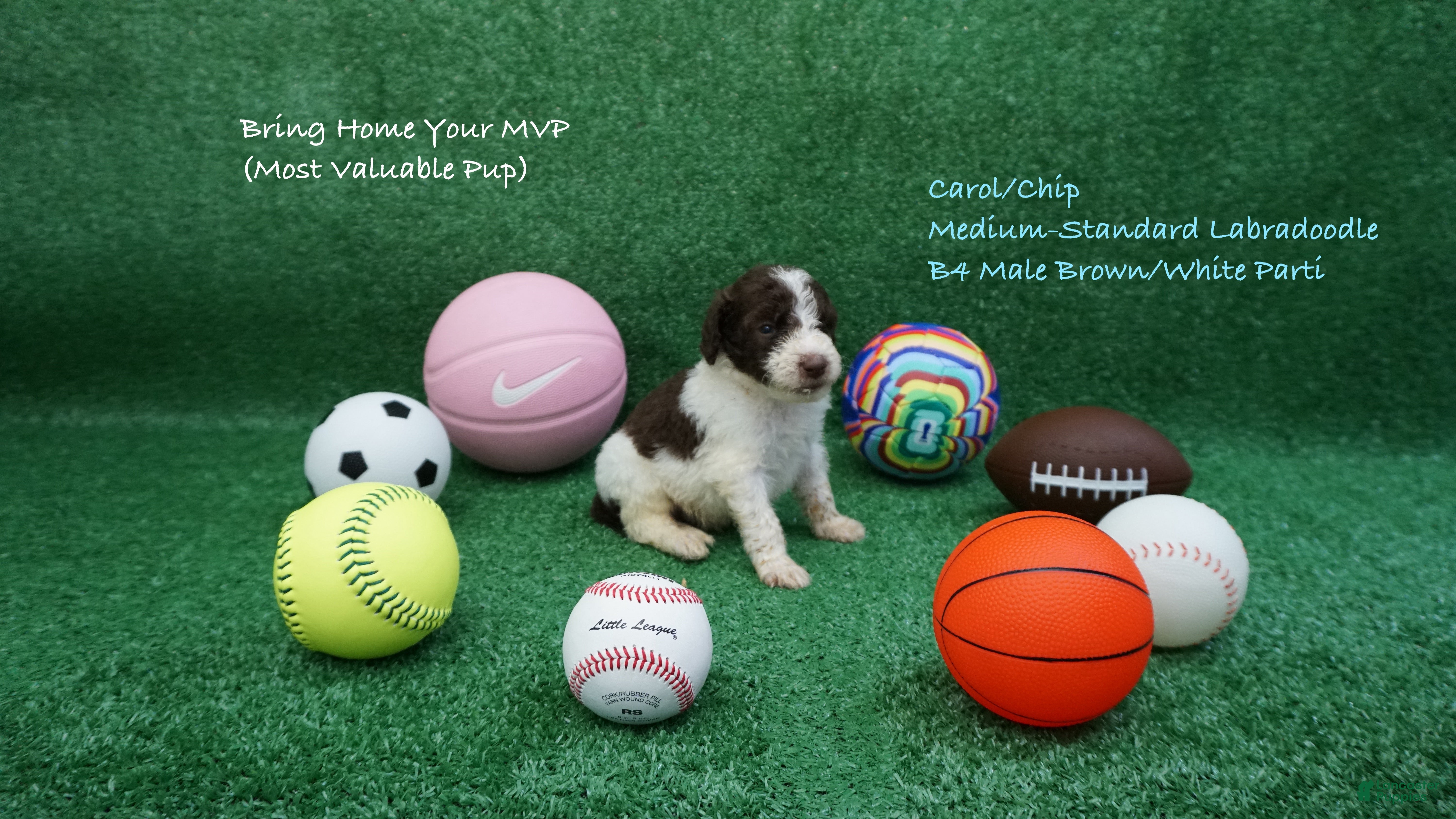 Australian Labradoodle dogs for sale: CCB4 - Ad 1