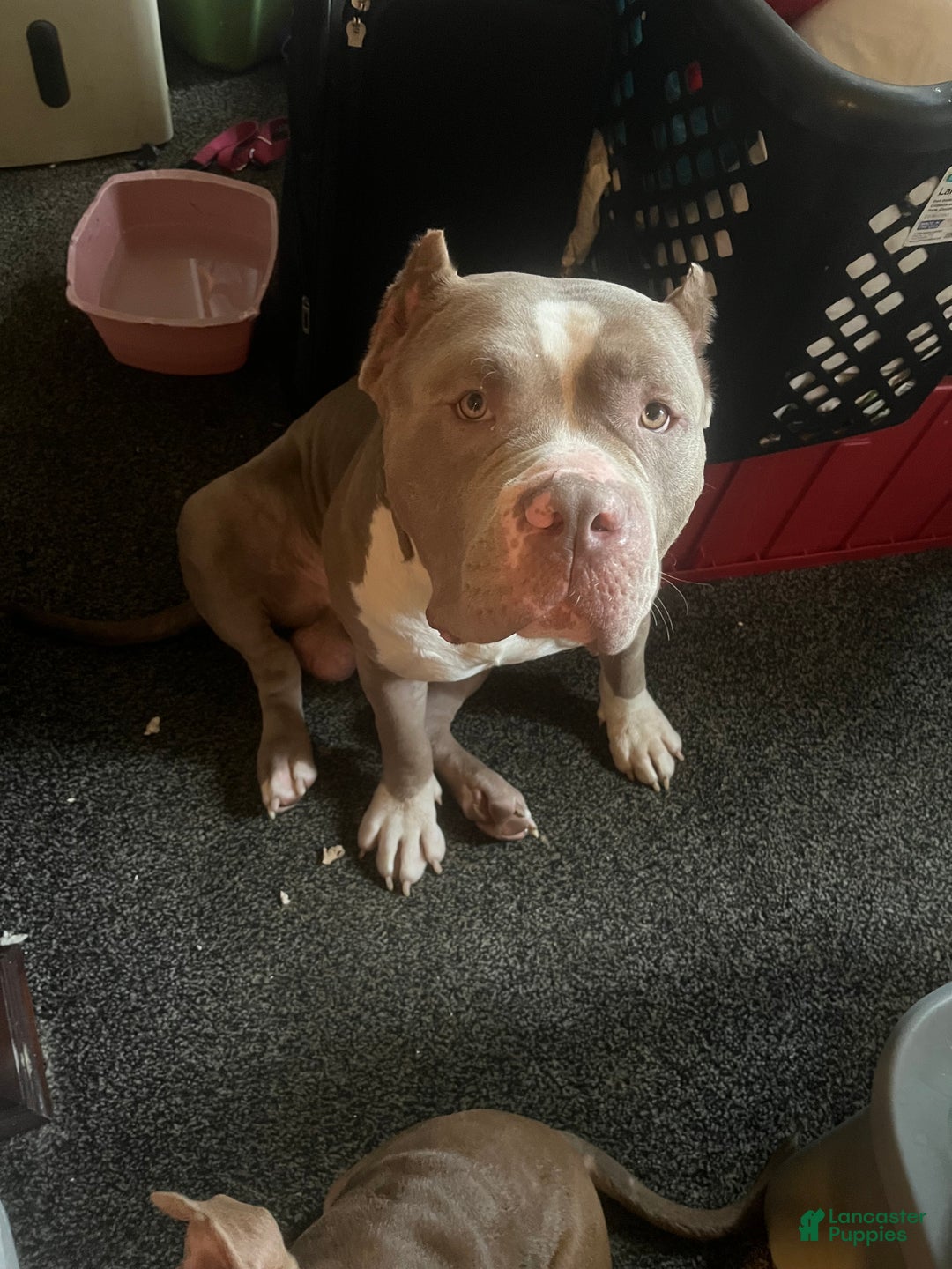 American Bully dogs for sale: American Bully  - Ad 3