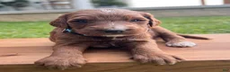 Irish Doodle dogs for sale: Birch - Ad 9