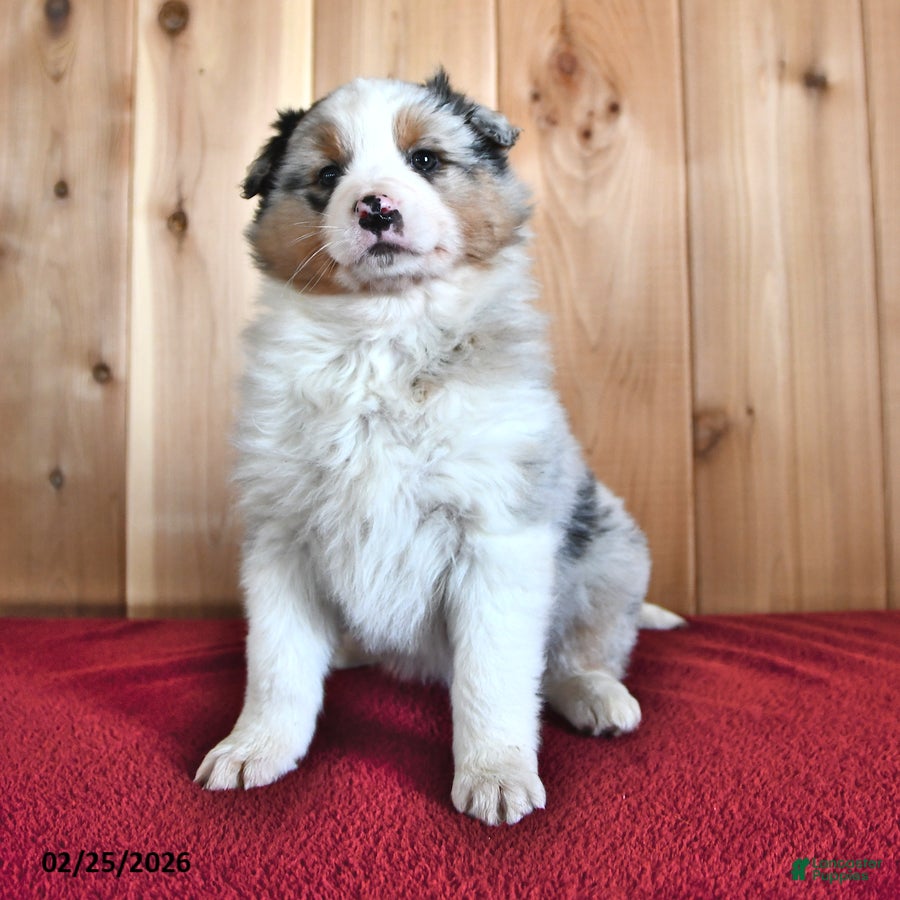 Australian Shepherd dogs Birch - Ad 1