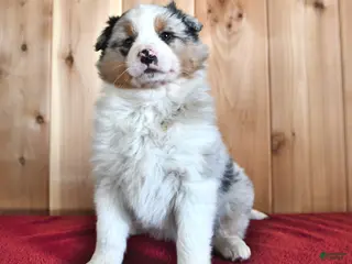 Australian Shepherd dogs for sale: Birch - Ad 4