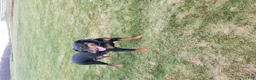 Doberman Pinscher dogs for sale: DUKE - Ad 18