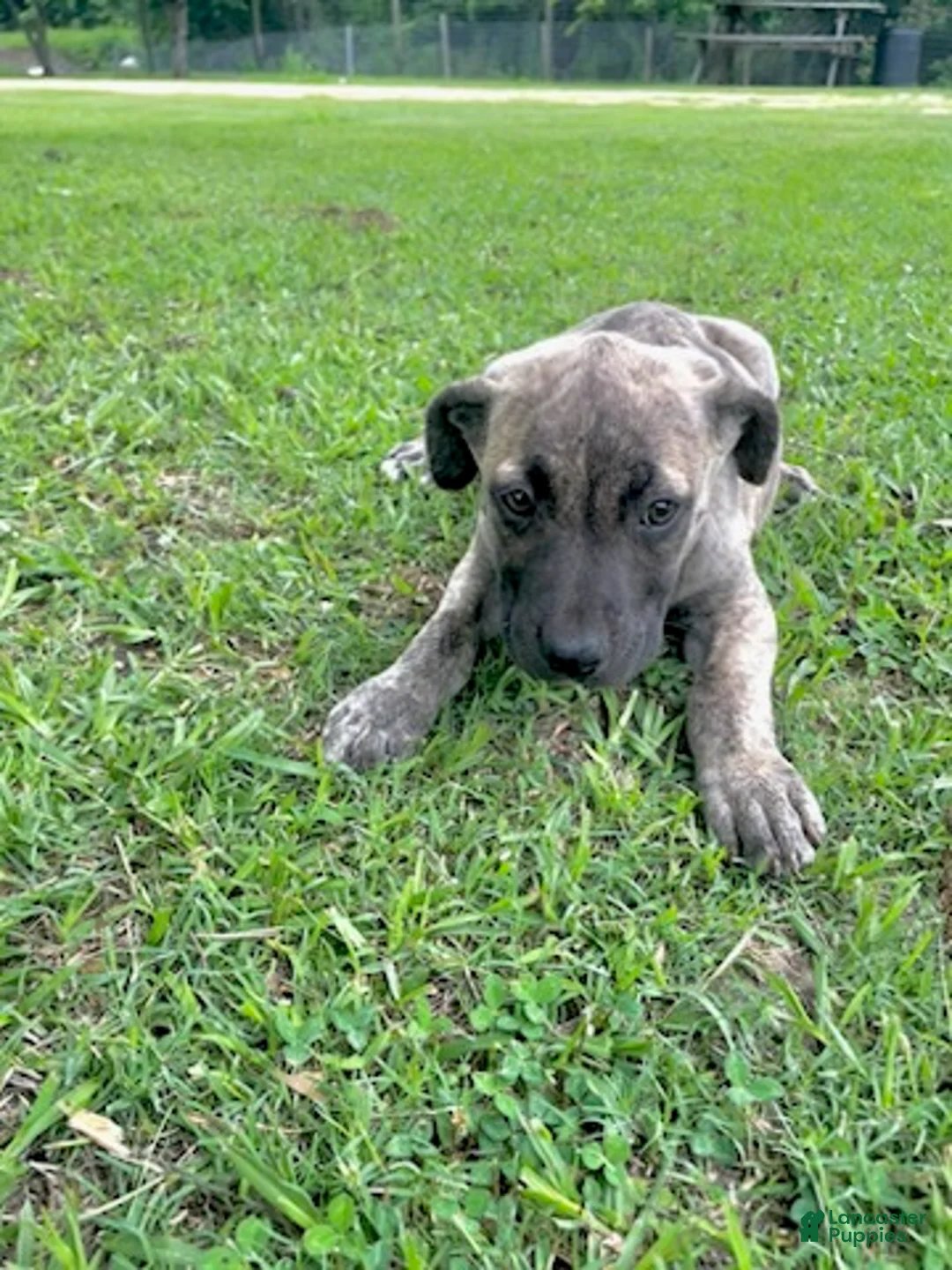 Cane Corso dogs for sale: Xena - Ad 2