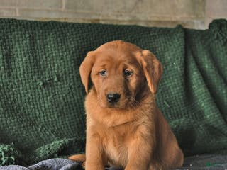 Goldador dogs Sophie - Ad 8