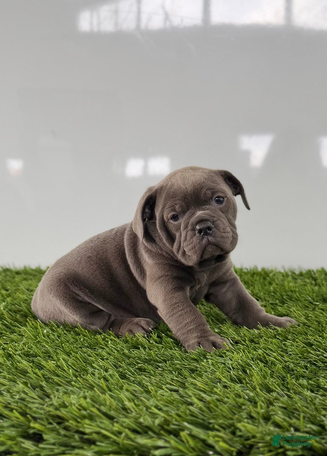 Olde English Bulldogge dogs for sale: Tinsley - Ad 4