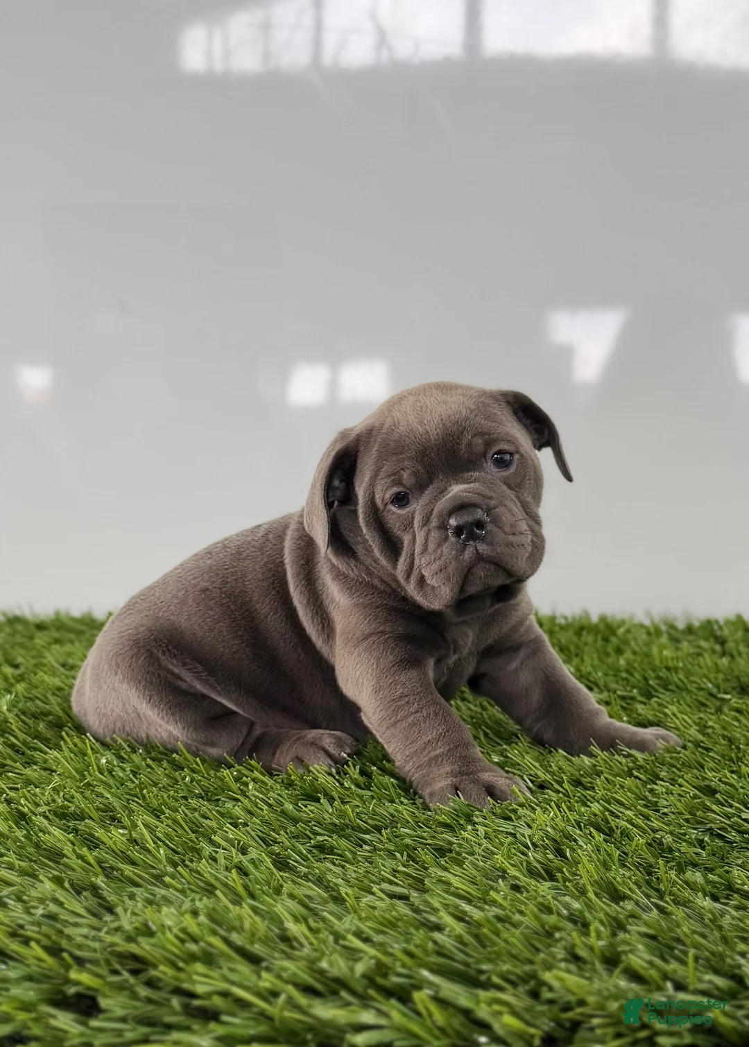 Olde English Bulldogge dogs for sale: Tinsley - Ad 4