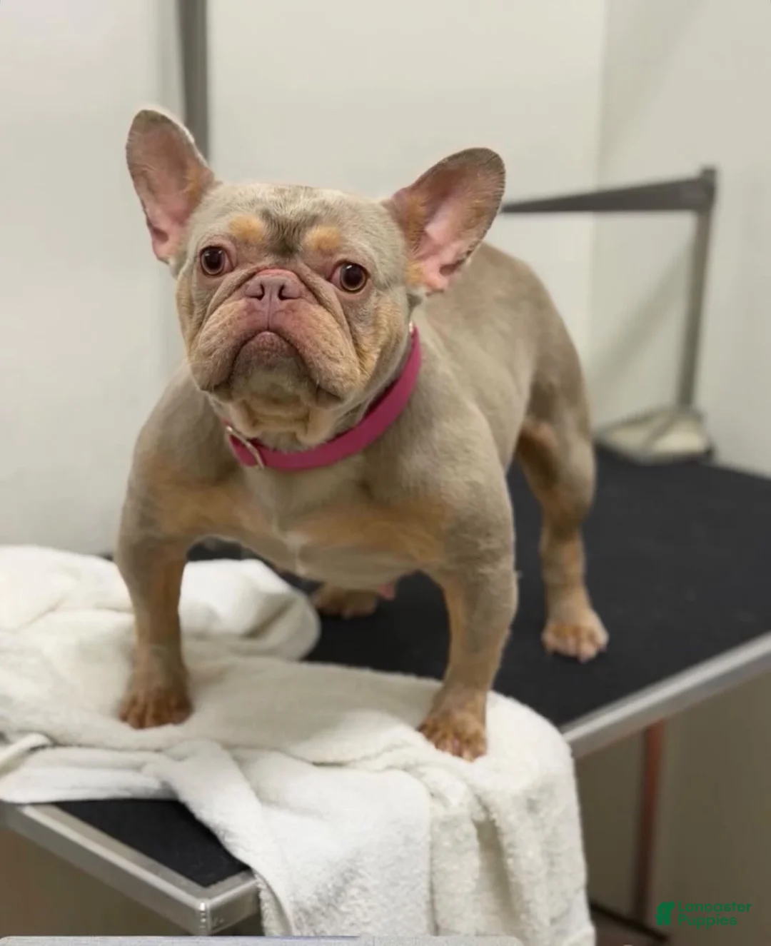 French Bulldog dogs for sale: French Bulldog 1 - Ad 9