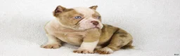 American Bully dogs for sale: Lilac Merle Male - Ad 2