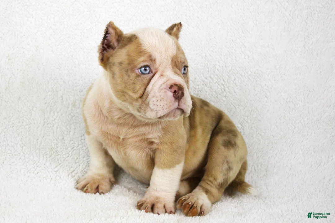 American Bully dogs for sale: Lilac Merle Male - Ad 2