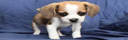 Puggle dogs for sale: Jasper - Ad 2